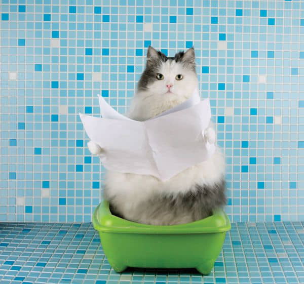 litter-box-etiquette-1