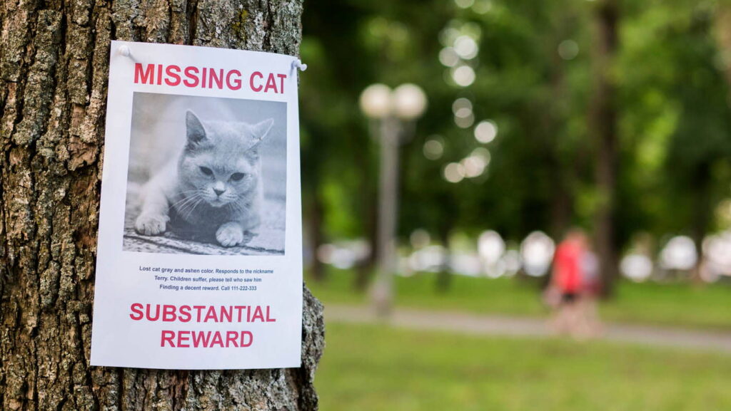 must-do-tips-for-finding-a-lost-cat-1