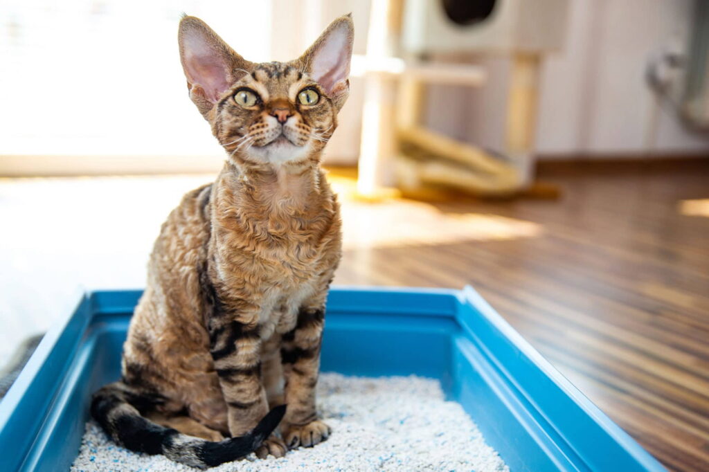 potty-training-how-to-train-your-cat-to-use-the-litter-box-catfoodsite