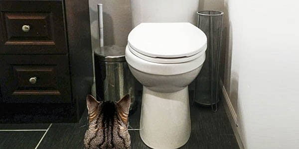 potty-training-how-to-train-your-cat-to-use-the-litter-box-catfoodsite-3