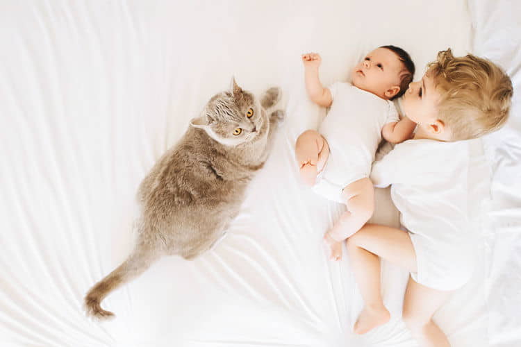 preparing-the-cat-for-a-new-baby-1