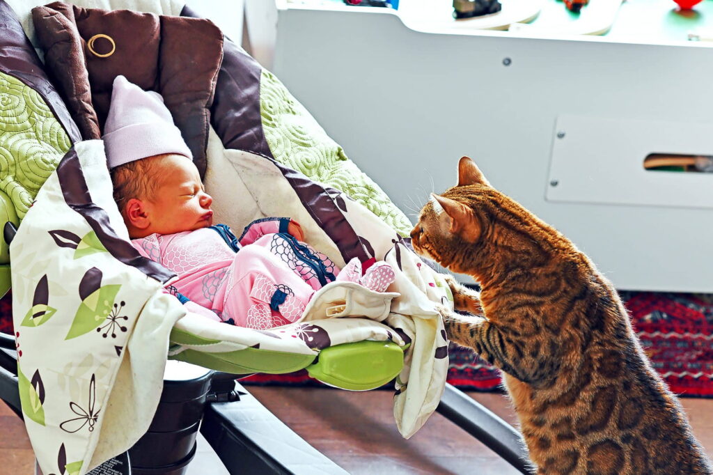 preparing-the-cat-for-a-new-baby-3