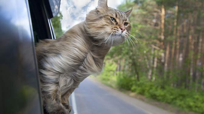 relieving-cat-car-sickness