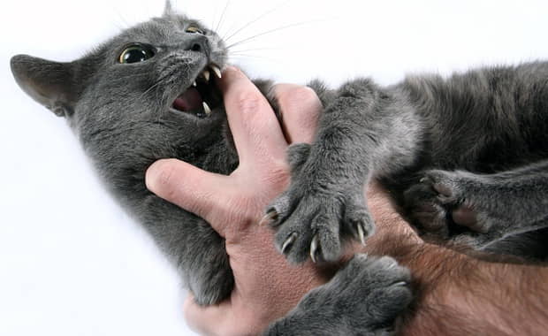 resolving-feline-aggression-part-i-3