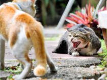 Part II: Dealing with Feline Aggression