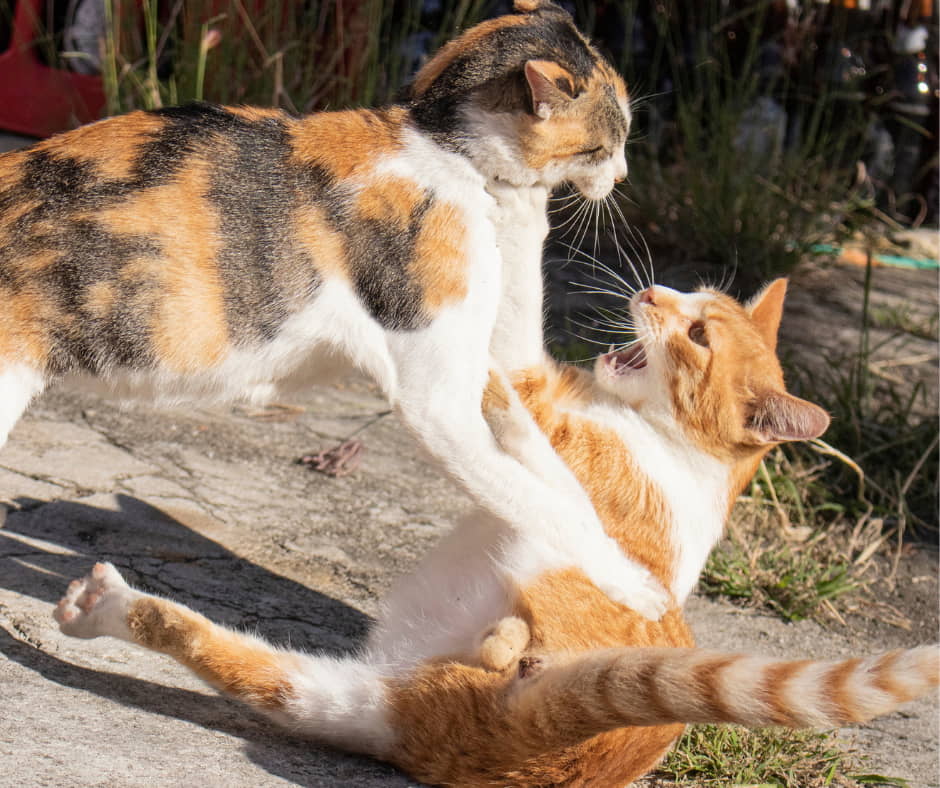 resolving-feline-aggression-part-iii-1