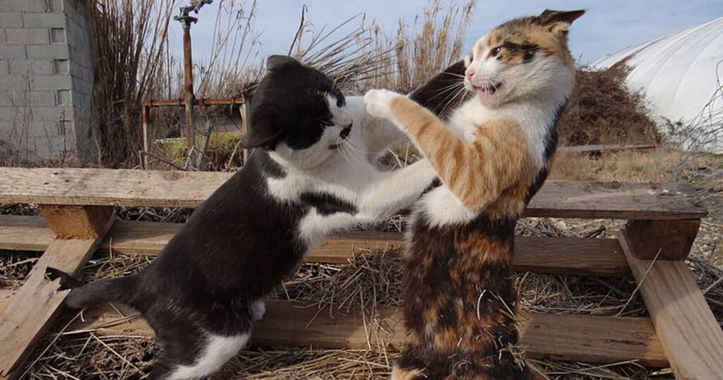 resolving-feline-aggression-part-iii-2