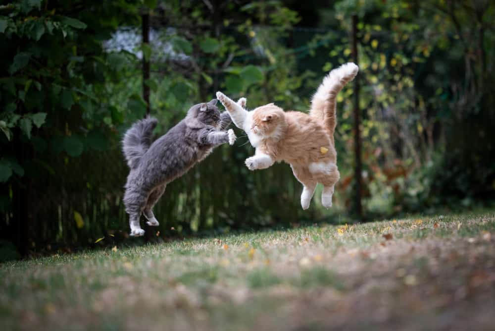 resolving-feline-aggression-part-iii-4