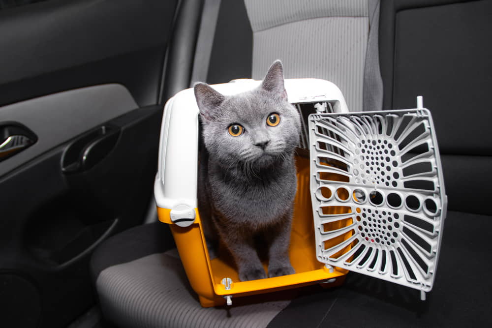 how-make-your-cat-like-to-travel-the-car