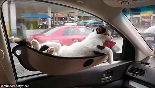how-make-your-cat-like-to-travel-the-car