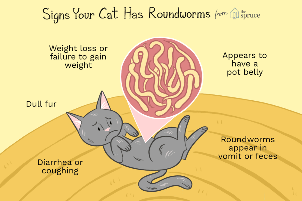 roundworm-infected-cats