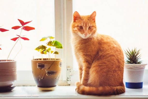 Cats-and-Plants