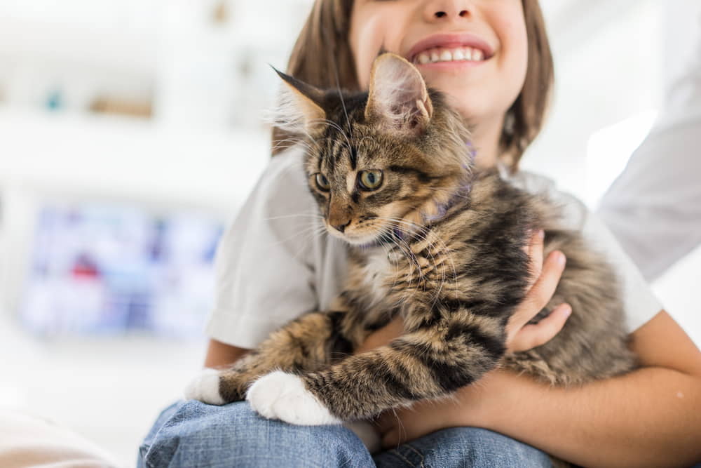 tips-for-bring-a-new-cat-into-your-home
