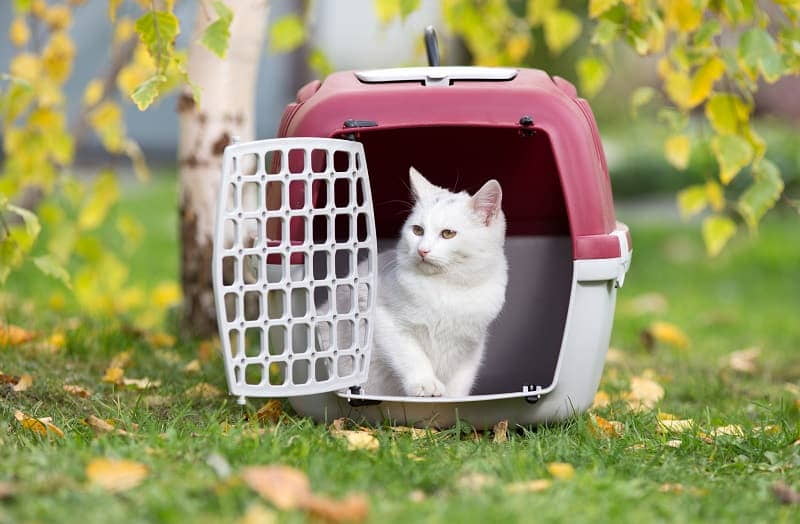 cat-crate-training-ideas