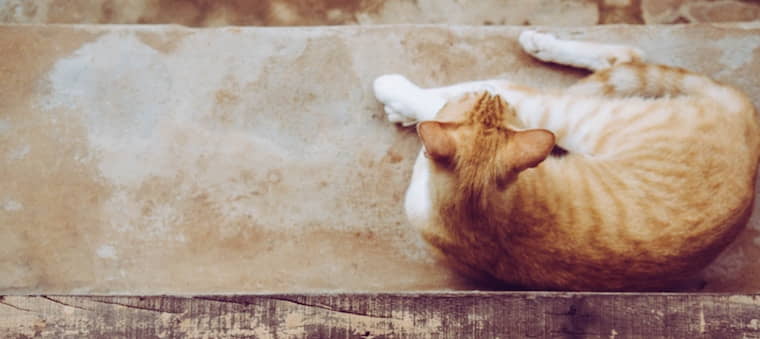 use-of-phenobarbital-to-treat-seizures-in-cats