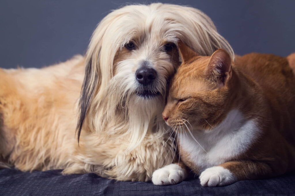 use-of-phenobarbital-to-treat-seizures-in-cats