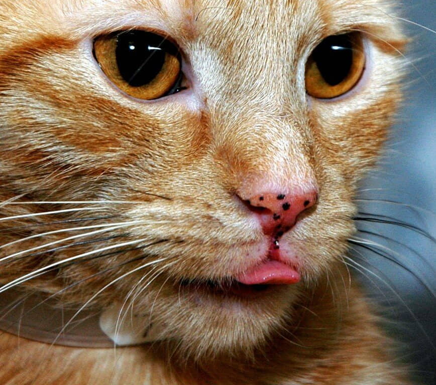 what-are-the-black-spots-on-my-orange-cats-mouth-nose-2