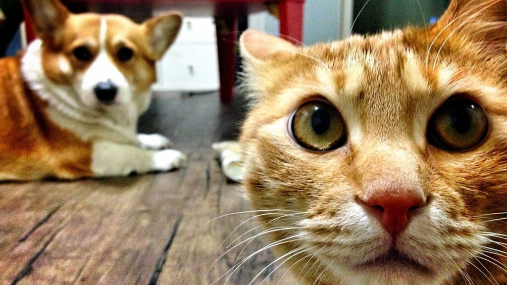 what-do-cats-see-what-do-dogs-see-science-shows-what-the-world-looks-like-to-cats-and-dogs-1