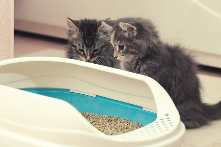 what-is-in-cat-litter-2