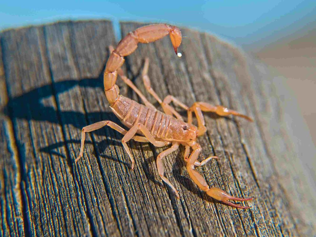 what-to-do-if-your-cat-gets-sting-by-a-scorpion
