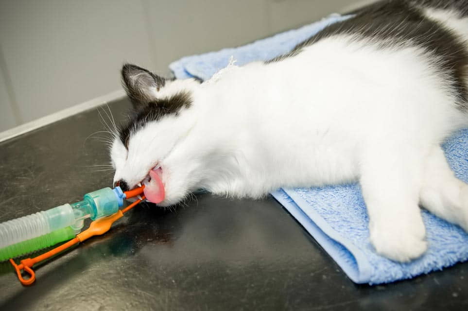 cat-anesthesia:-what-you-should-know