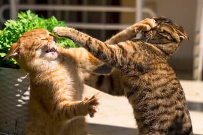 feline-friend:-reason-cats-don’t-get-along