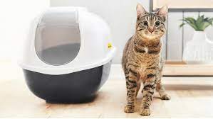 why-did-my-cat-stop-using-the-litter-box?