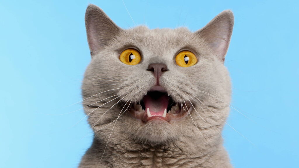 why-do-cats-hold-their-mouths-open-after-smelling-something