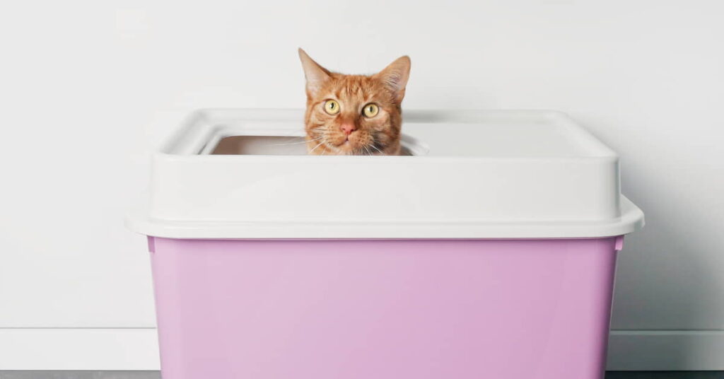 why-is-your-cat-urinating-outside-litter-box?