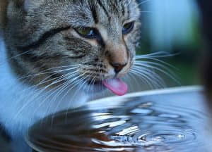 what-makes-my-cat-vomit-water?