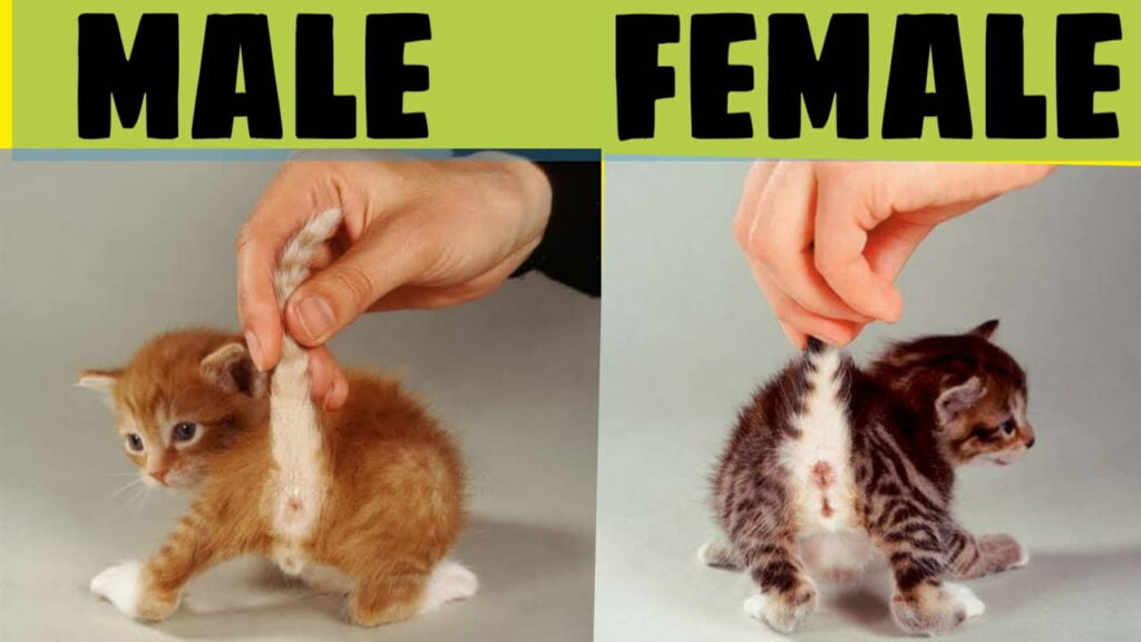 three-ways-to-determine-a-kitten's-gender
