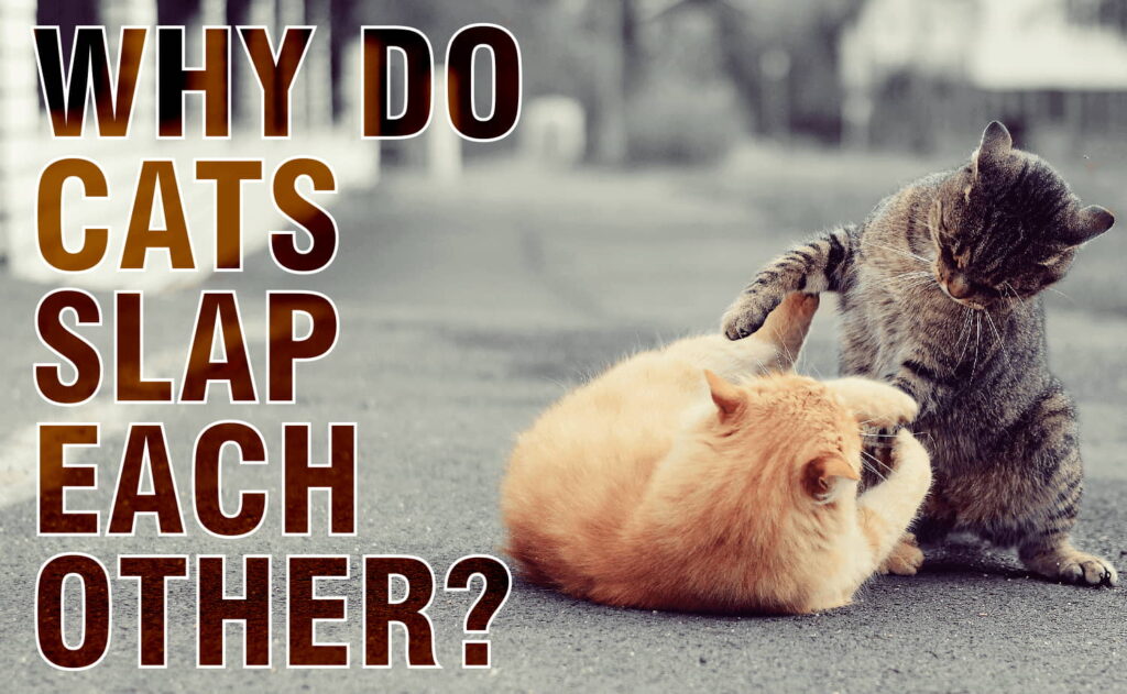 4-reasons-why-cats-slap-each-other-1