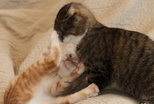 4-reasons-why-cats-slap-each-other-2