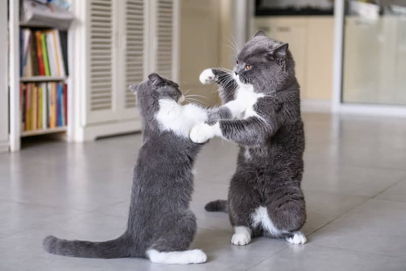 4-reasons-why-cats-slap-each-other-3