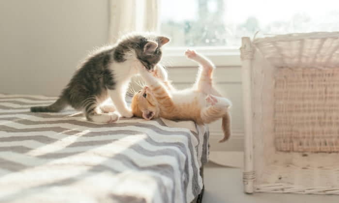 4-reasons-why-cats-slap-each-other-4