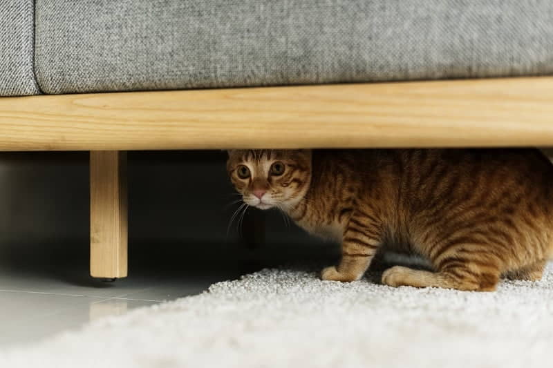 7-places-where-cats-like-to-be-pet-2