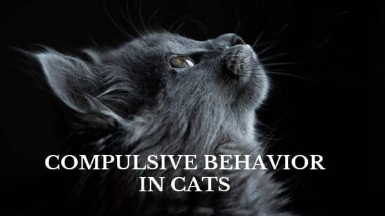 cats-and-obsessive-compulsive-disorder