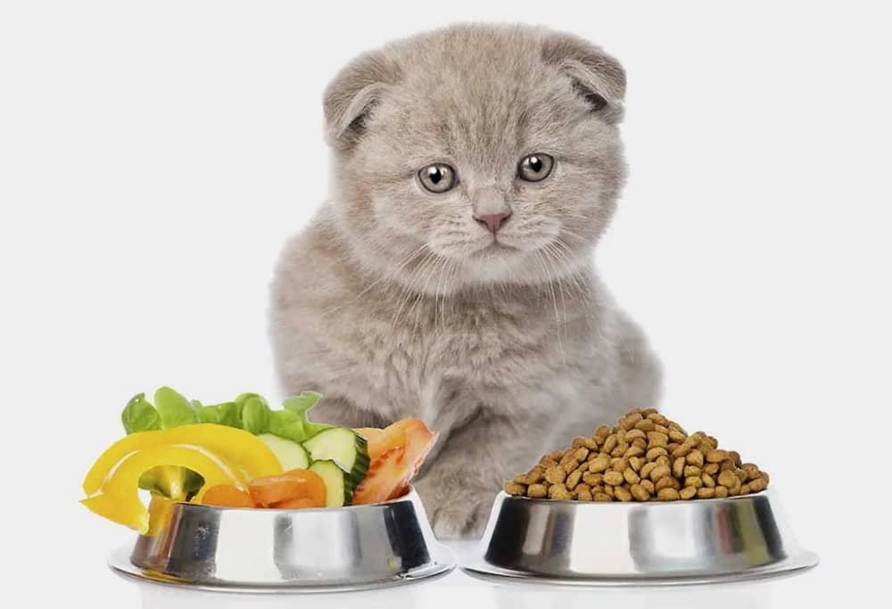 choosing-the-best-food-for-kittens
