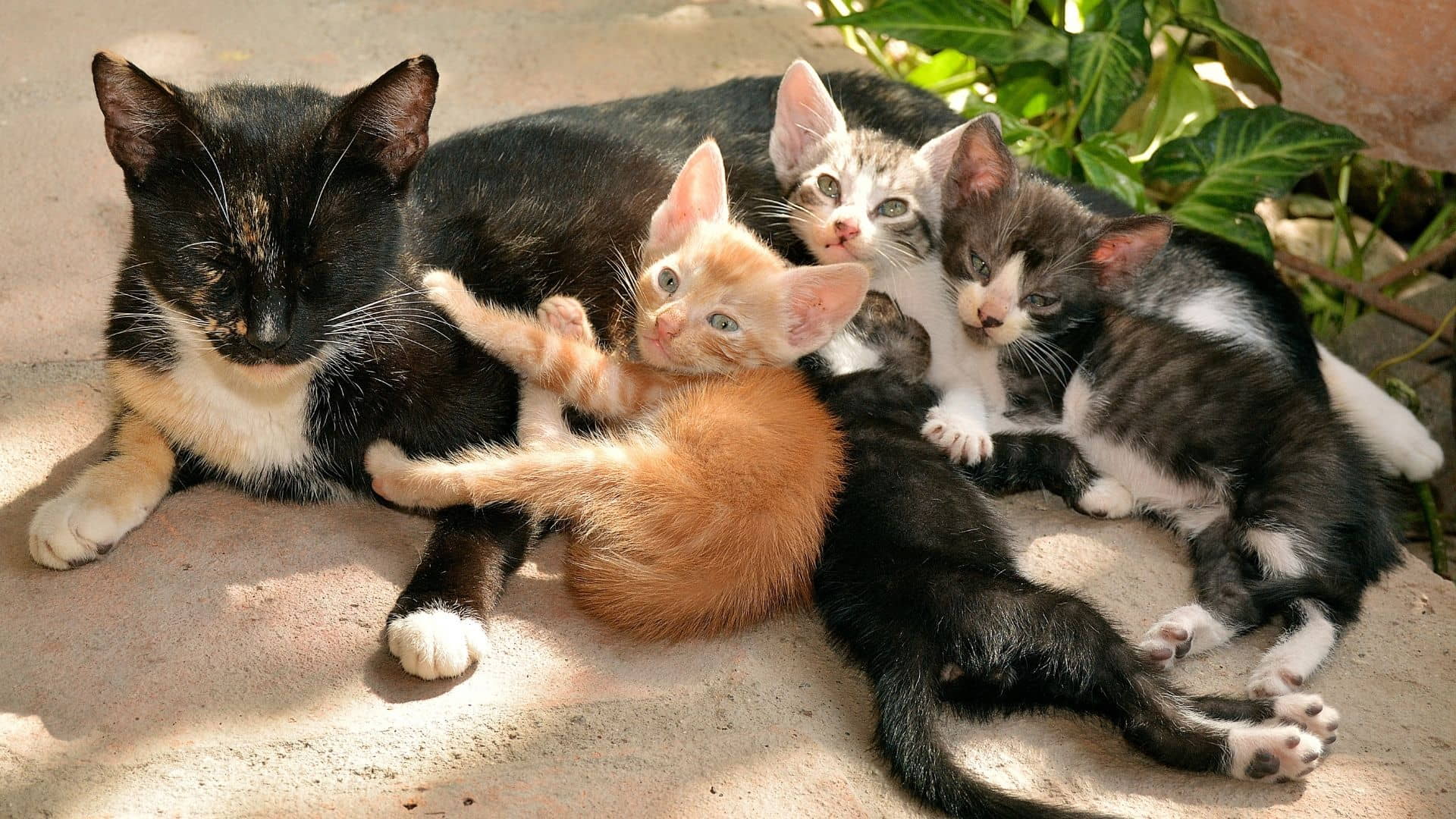 common-disorders-and-diseases-in-kittens-common-disorders-and-diseases