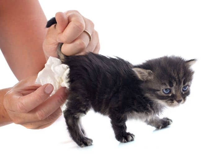 diarrhea-in-kittens-causes-symptoms-and-treatment