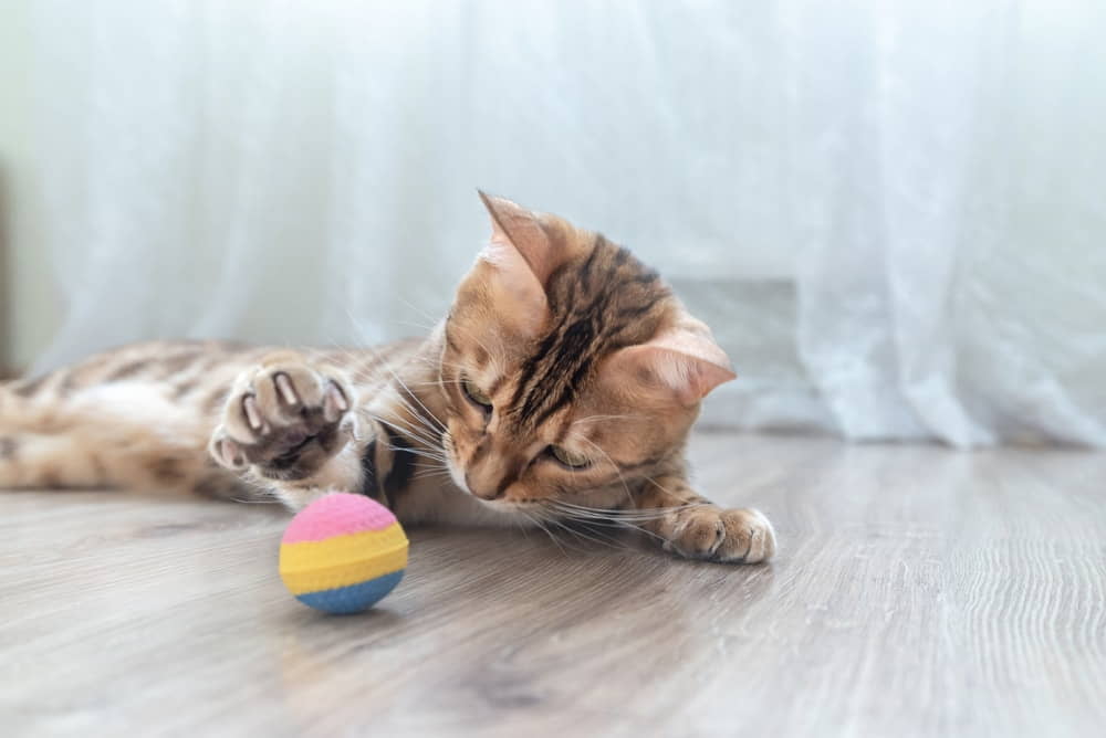 do-cats-play-fetch-2