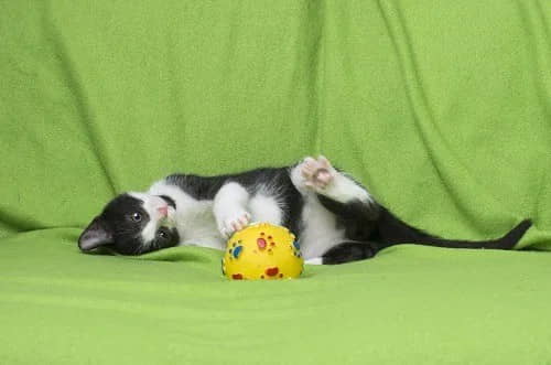 do-cats-play-fetch-4