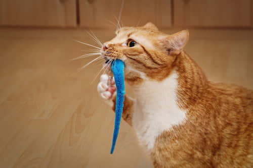 do-cats-play-fetch