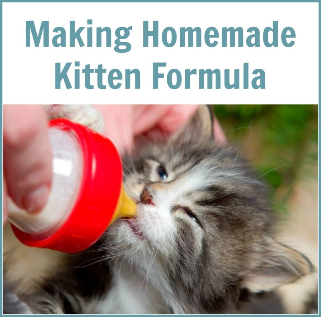 homemade-kitten-milk-formula-recipes-1