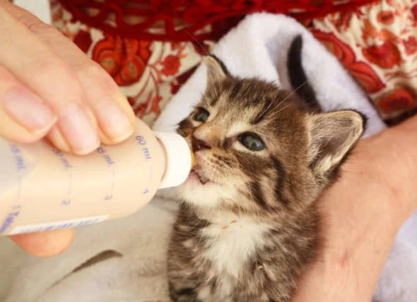 homemade-kitten-milk-formula-recipes-2