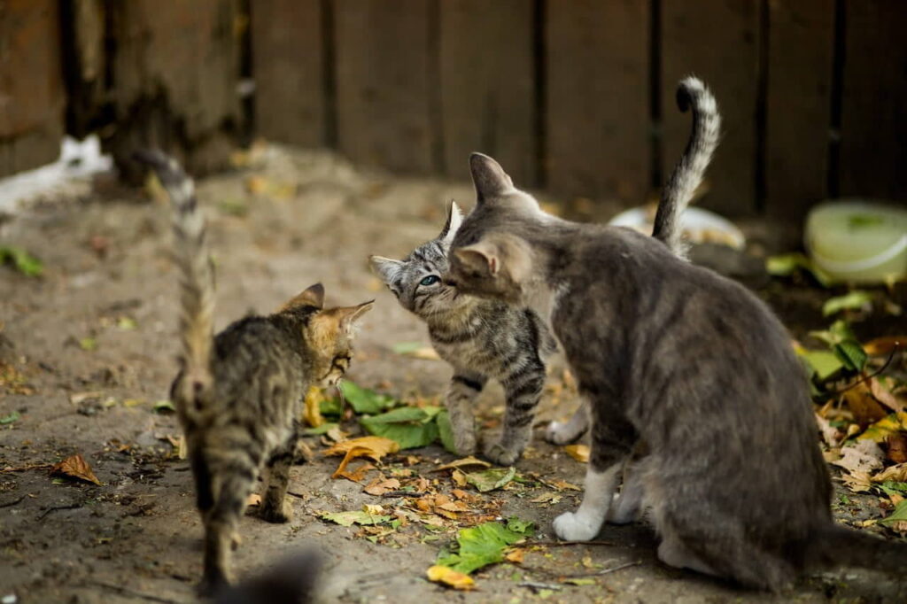 how-many-litters-can-a-cat-birth-in-one-year-4