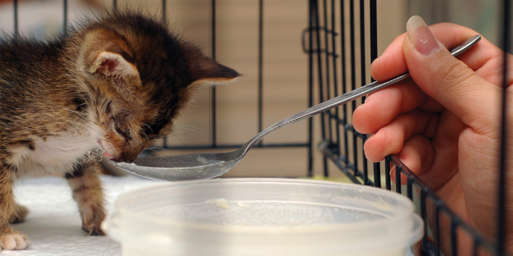 how-to-bottle-feed-your-newborn-kittens