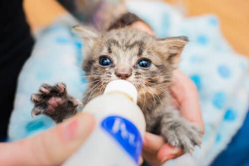 how-to-bottle-feed-your-newborn-kittens