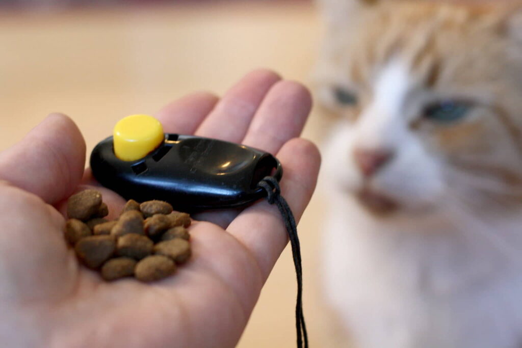 how-to-clicker-train-your-cat-4