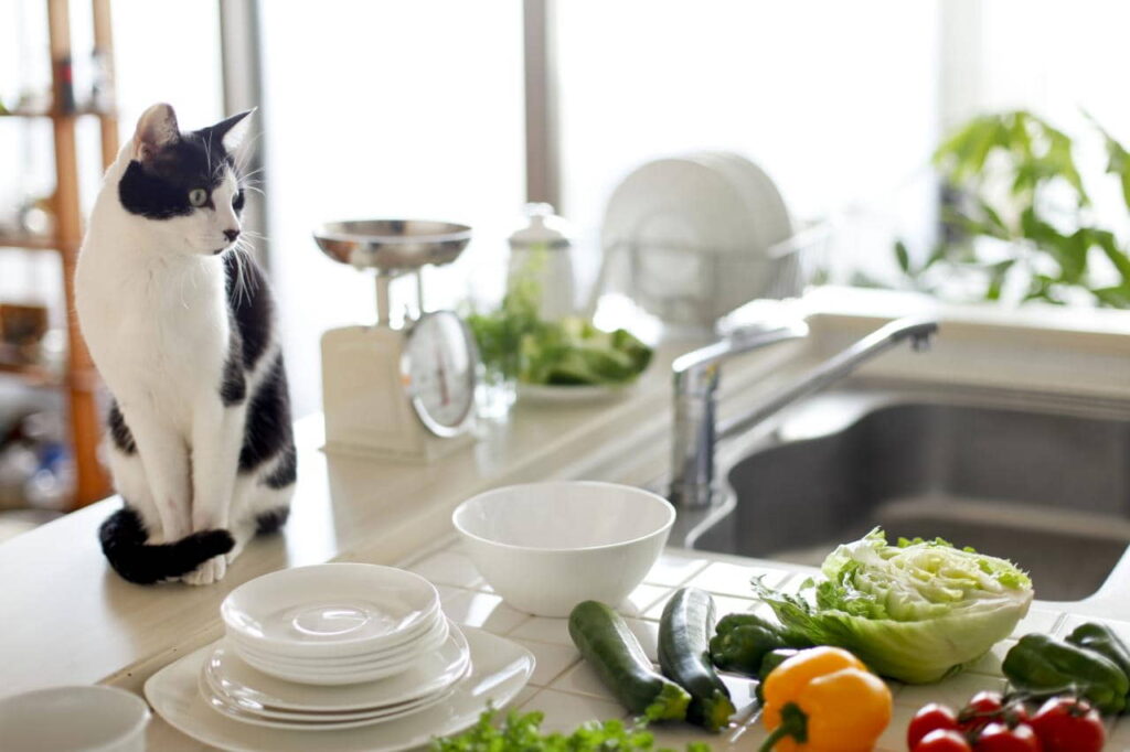 how-to-keep-your-cat-off-the-kitchen-counters-1